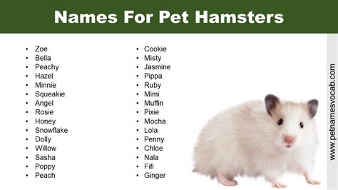 cute hamster names boy|male syrian hamster names.